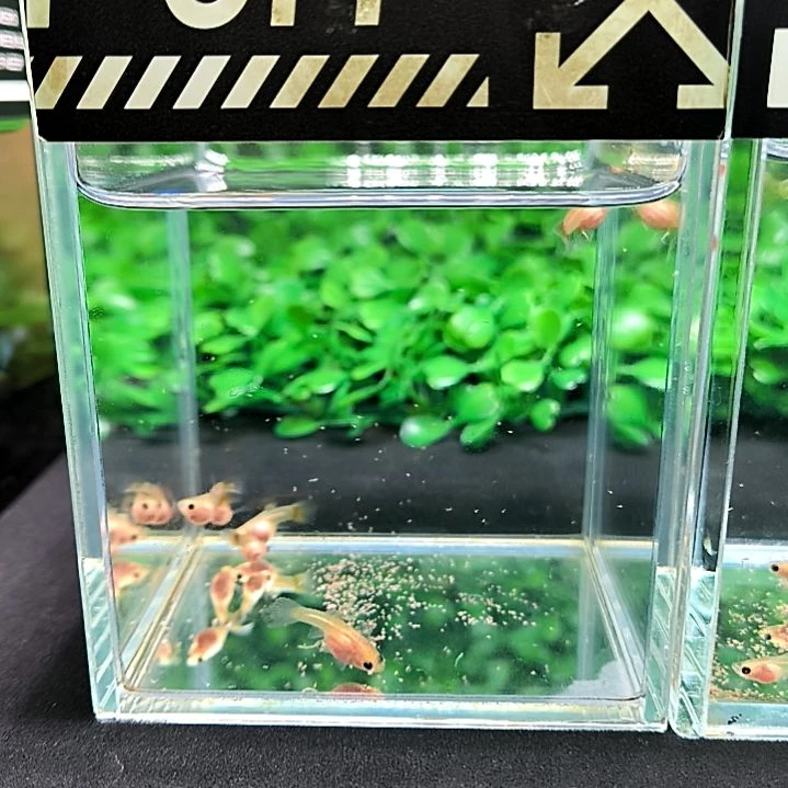 孔雀鱼精品孔雀鱼，黄金玻璃猫球c生的苗子6条含一条备损