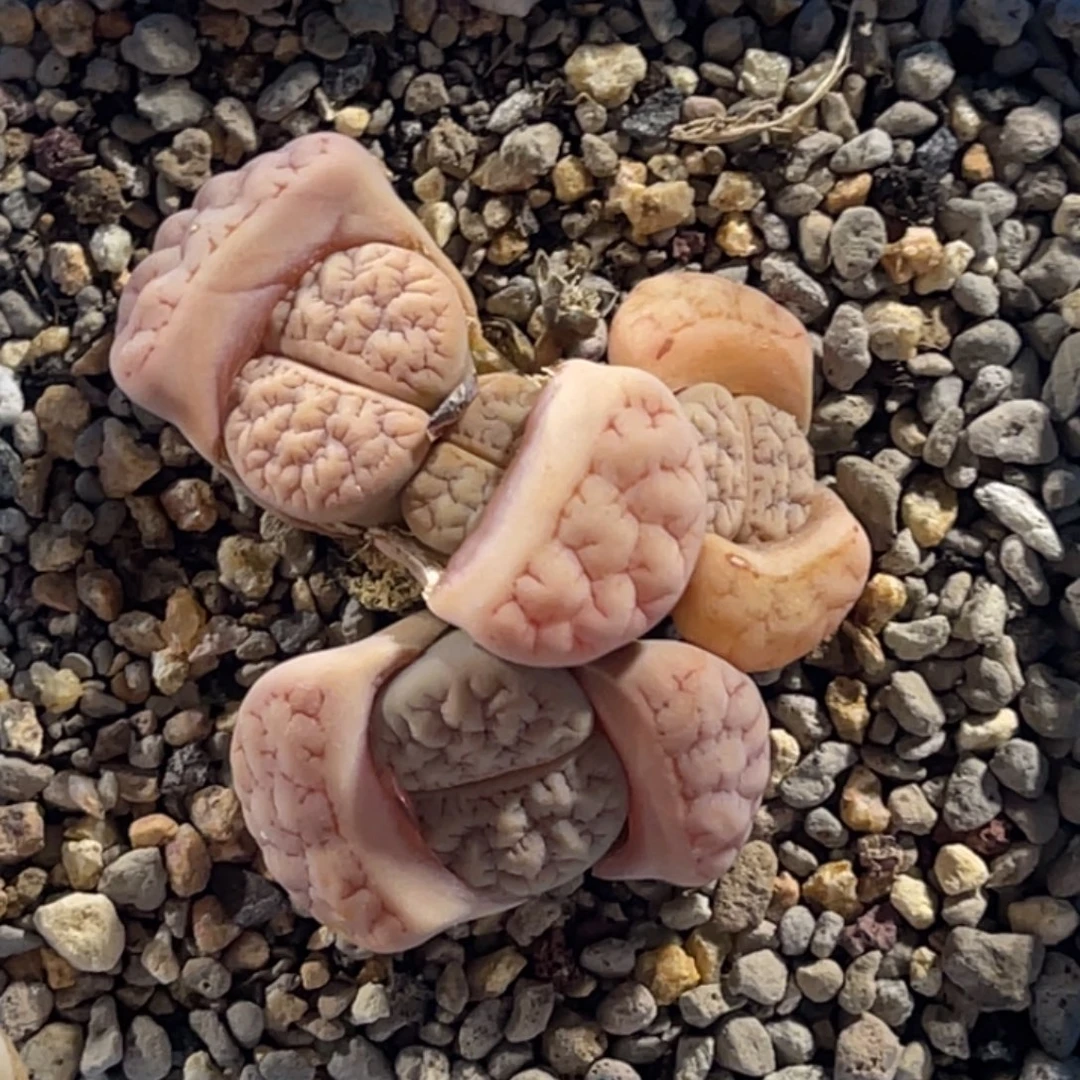 3229群生4头粉体凹凸189