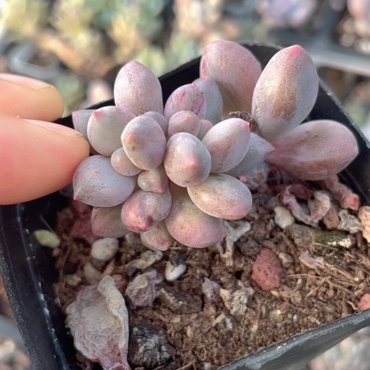 一我一拍粉姬石化满18