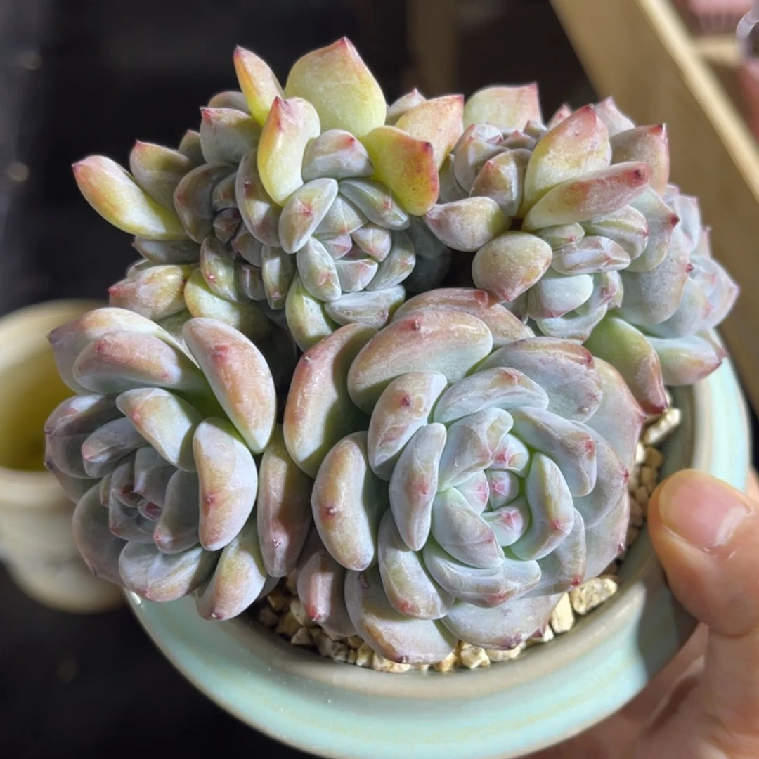星影朵朵树 一物一拍不支持退换