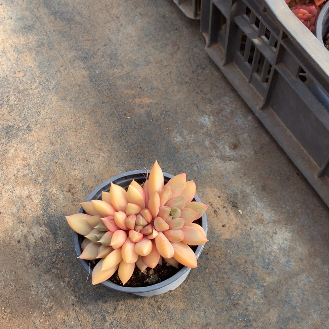 那就是说他也会给