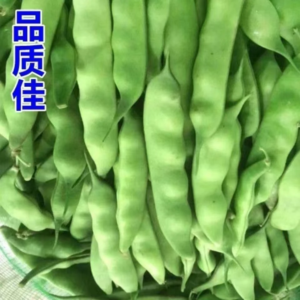 【闯关东绿霸油豆豆角种子】四季种植盆栽地栽阳台小院种植