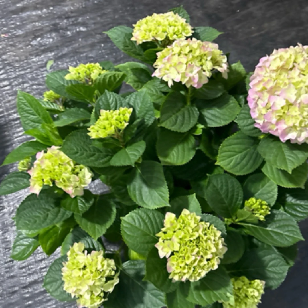 绣球花精品易多梦幻