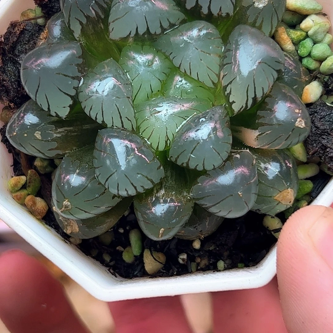 孔明灯锦十二卷多肉