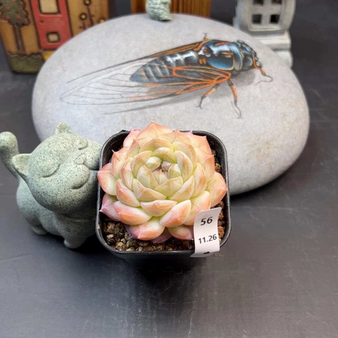 好好看56、哈哈哈哈