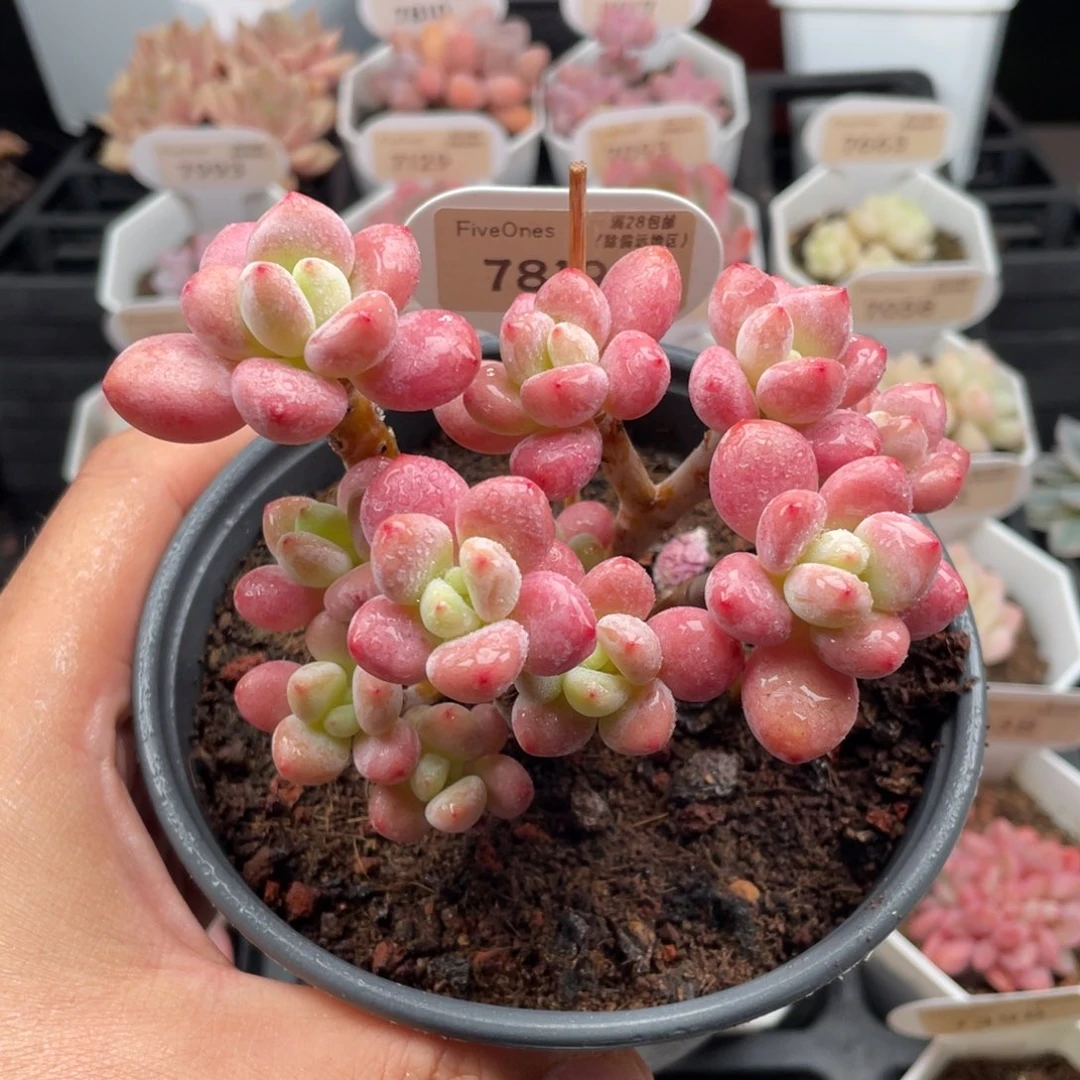 樱花洛神7819-11厘米