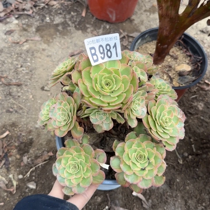 火狐……多肉植物……