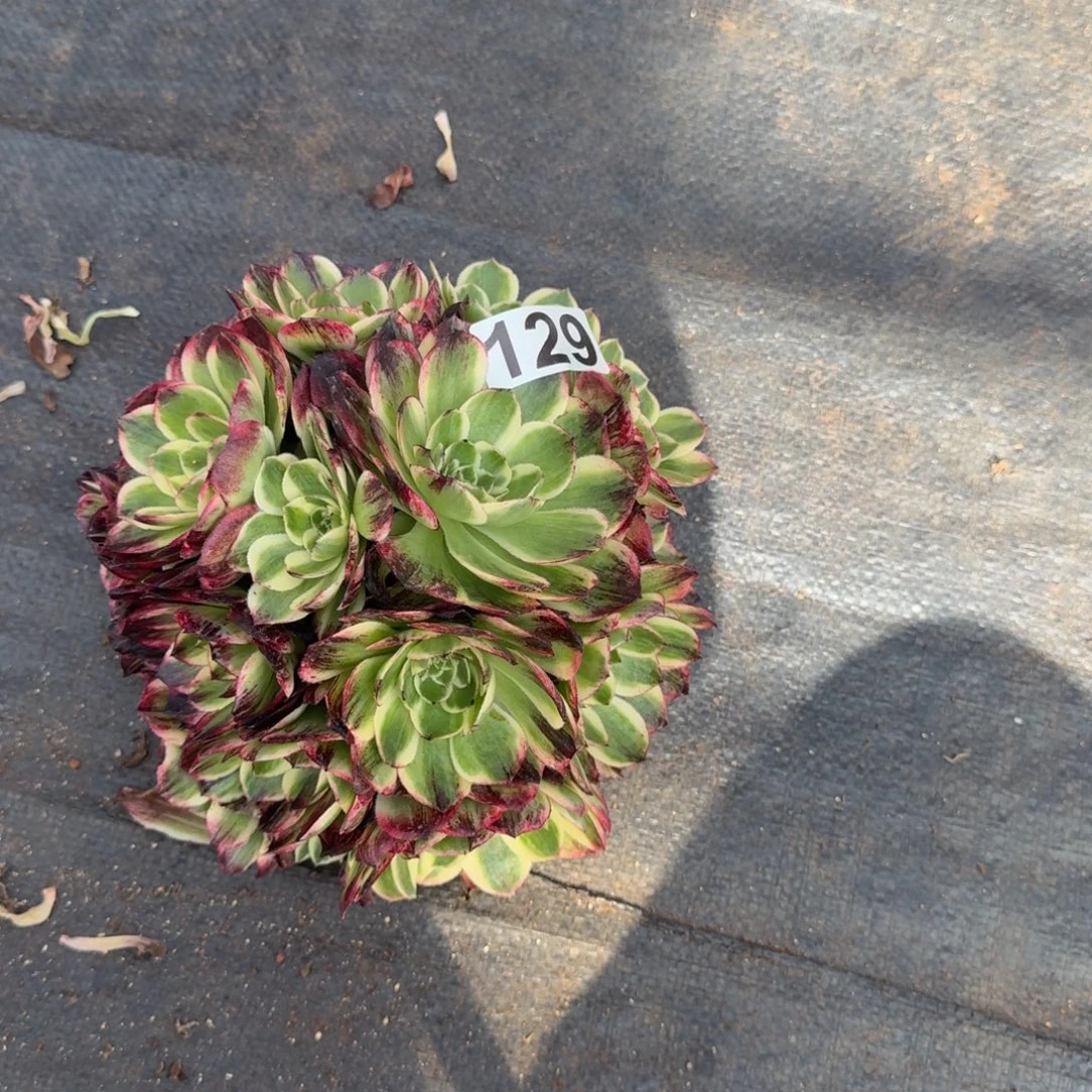 129多肉植物伯爵天骄无根