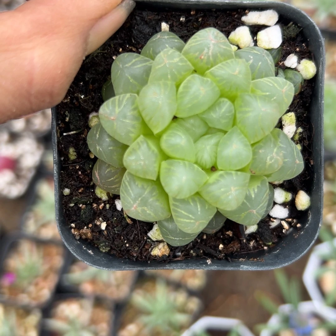 多破四座无言星欲稀植物