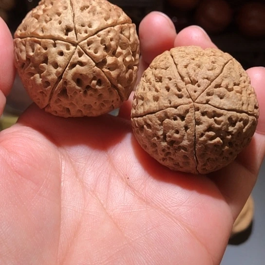 金刚菩提吊坠五瓣金刚菩提