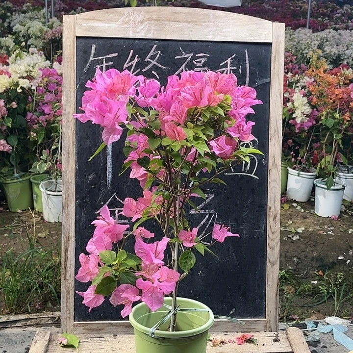 完全开放三角梅橙粉公主