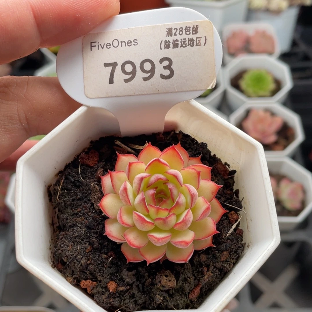 梦幻玫瑰7993-4厘米