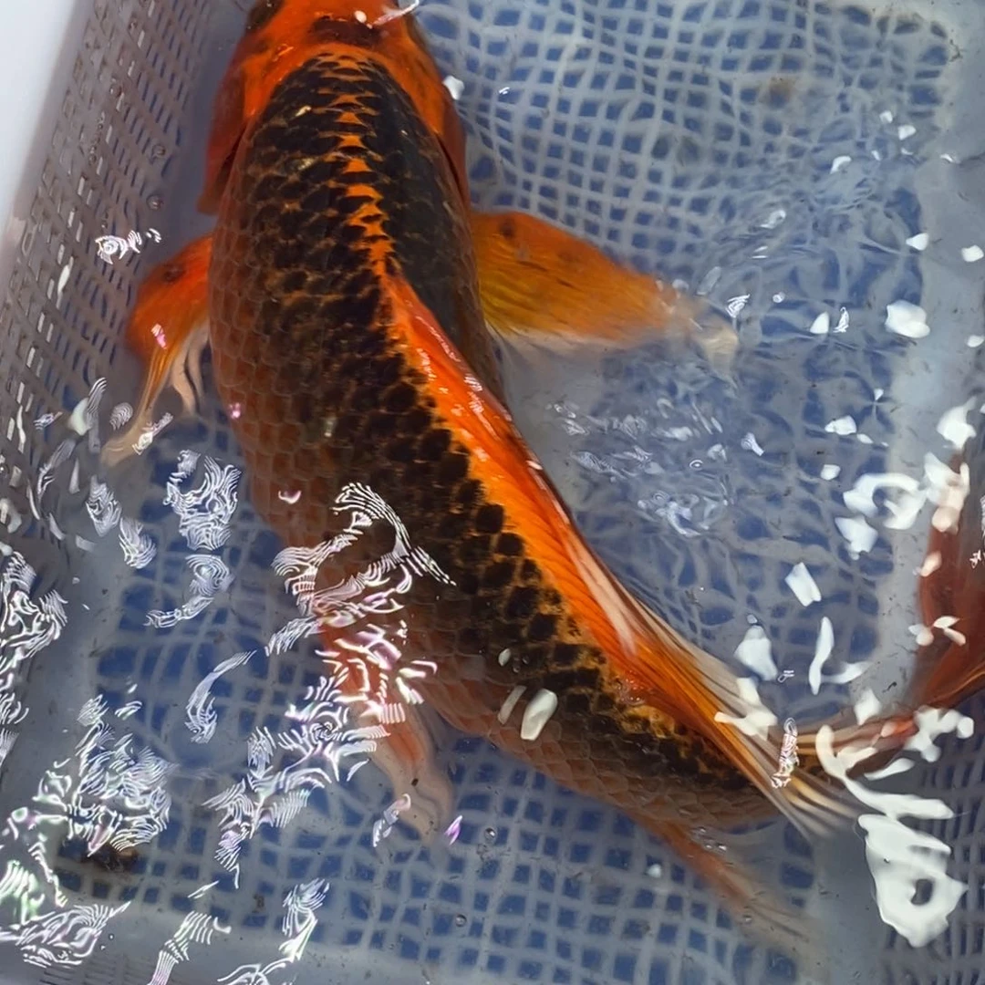 锦鲤冷水锦鲤包邮