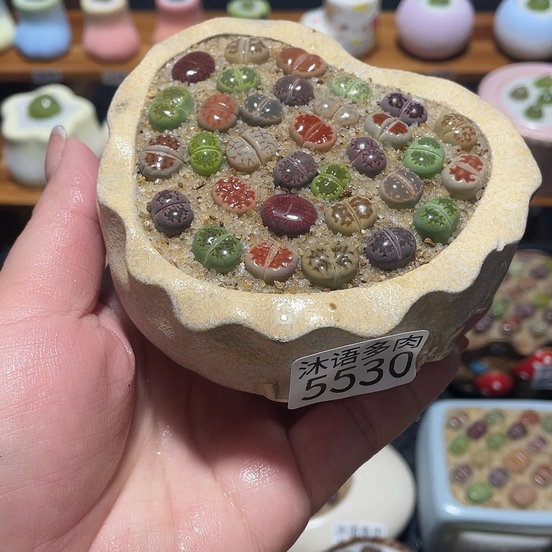 带盆土植物 一物一拍5530