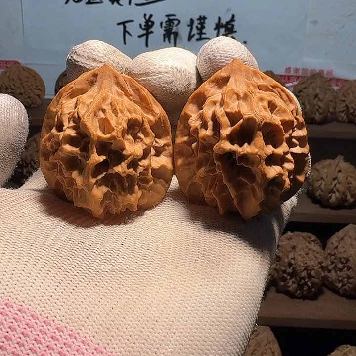 秦岭野生帝王官帽