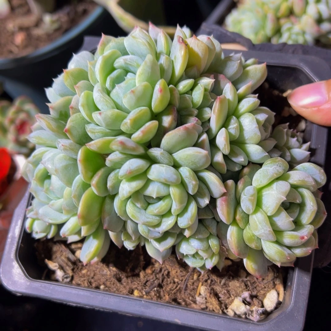 白恋群生12头天天开心