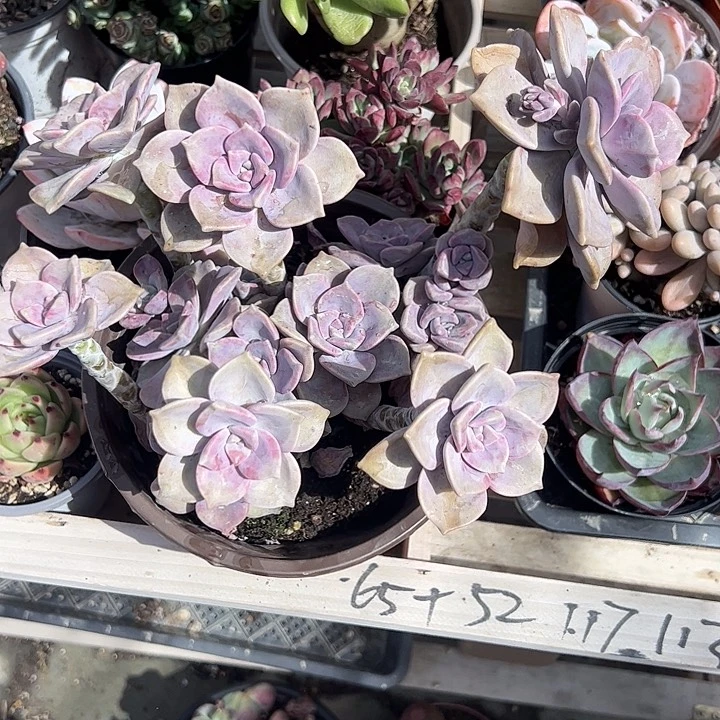 紫乐大群生多肉植物精品