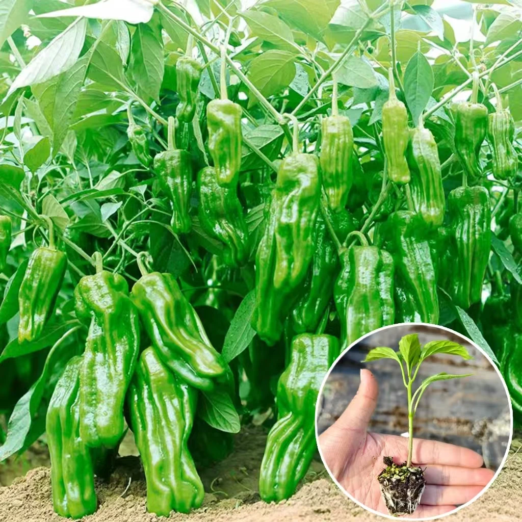 直播链接蔬菜苗辣椒苗小米椒朝天椒二荆条薄皮椒秧苗四季正宗高产