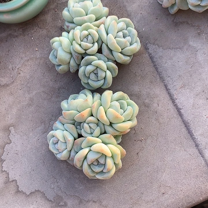 小*瓜一物一拍，冰玉群两颗