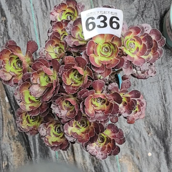 636园叶花花3-26花