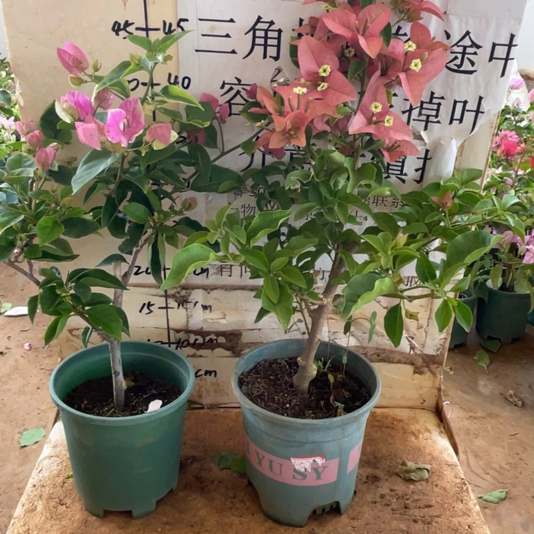 5***林当前无花栽培后可以开花7-1398