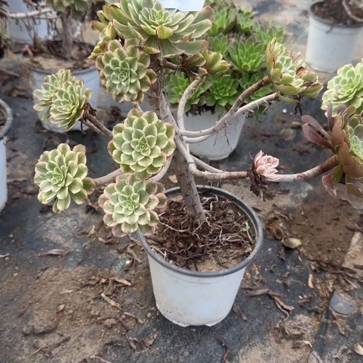 202两单包邮不包损。