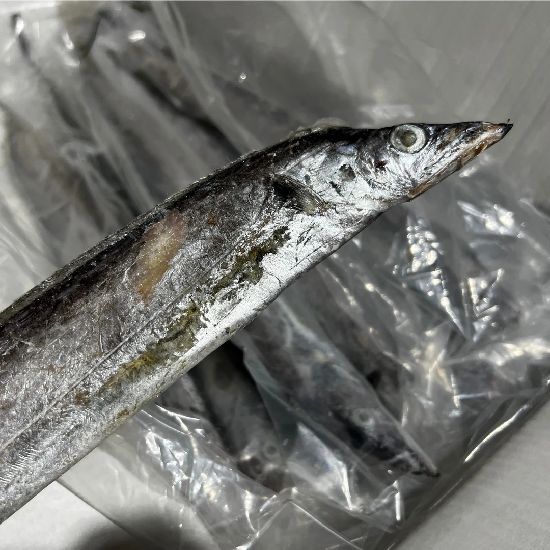 【破肚花鳞】4斤8条 小眼睛油带鱼 野生海捕 日照朵爸