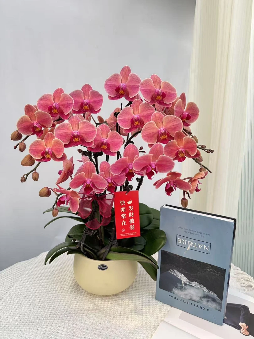 《那博纳》鲜活绿植 经典年宵花品种 带花带花苞 室内盆栽