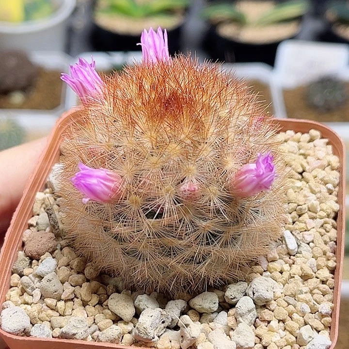 红刺嘉文丸实生一颗