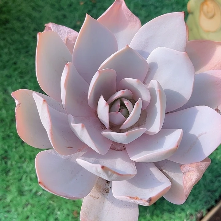 白莲1208多肉植物