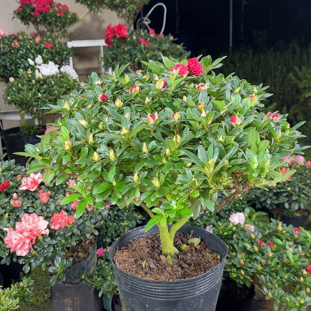 用***3大部分花苞少量开放