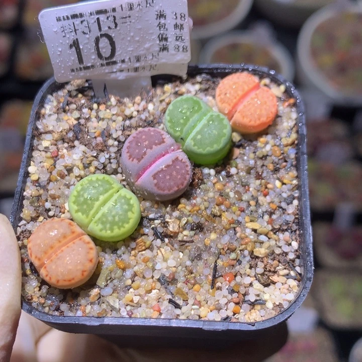 精品生石花313.10