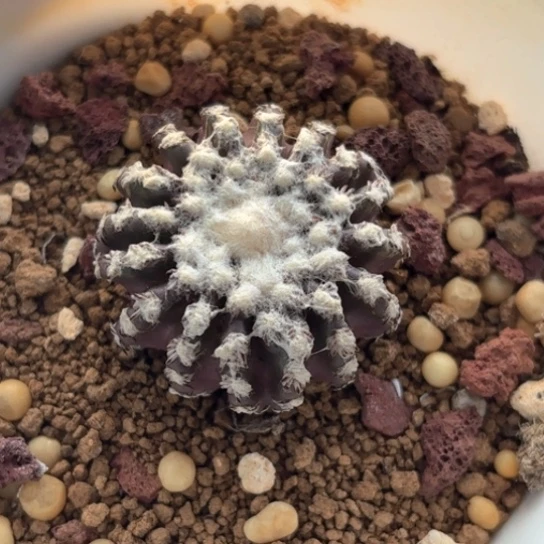 仙人球实生奇特球