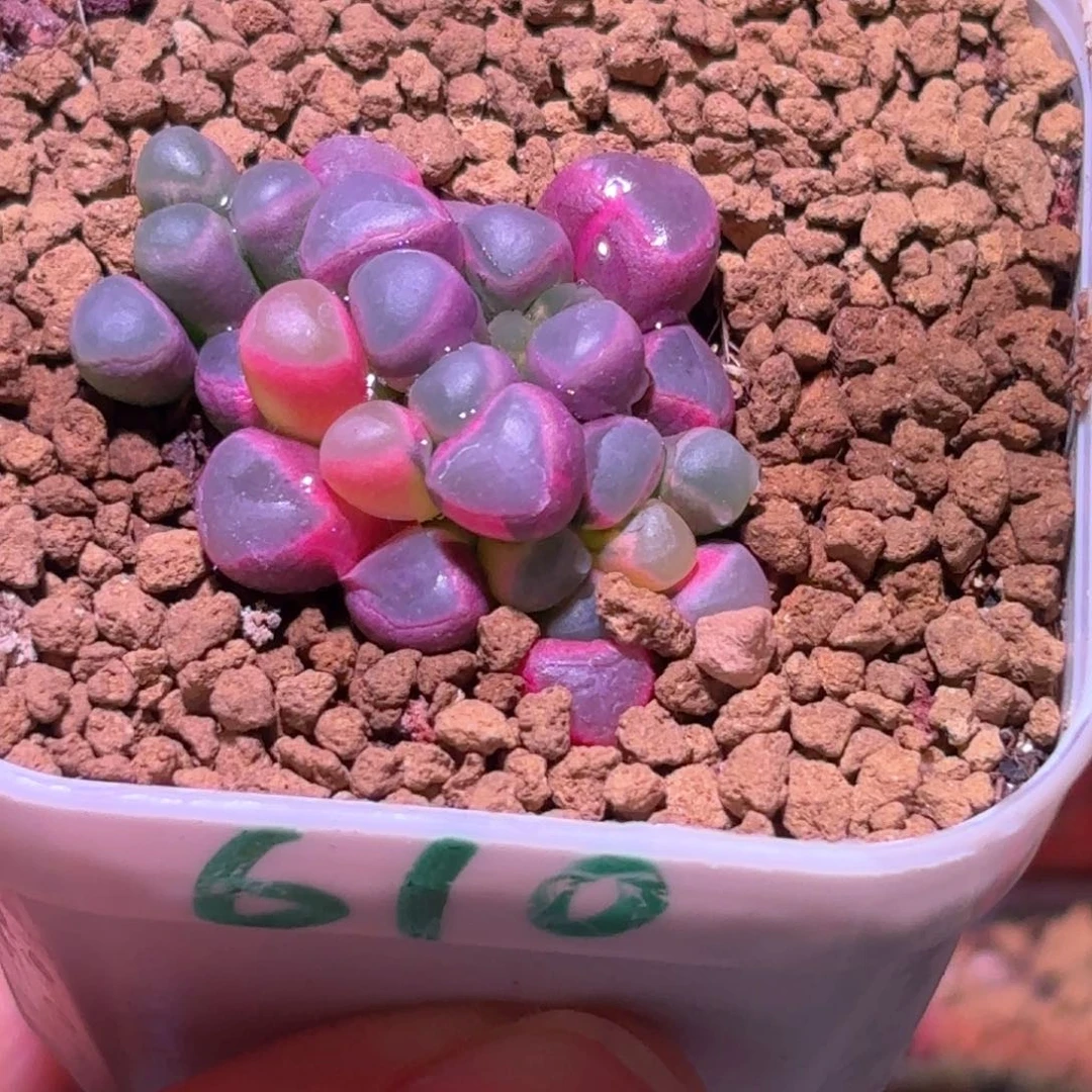 610号五十铃玉锦多肉植物锦一物一拍带盆土