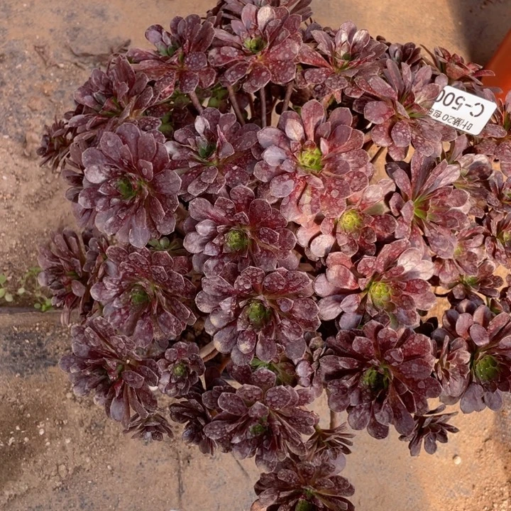 500黑玫瑰多肉123446788