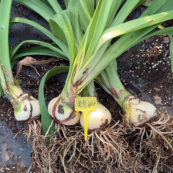 漂亮女神开裂球7+