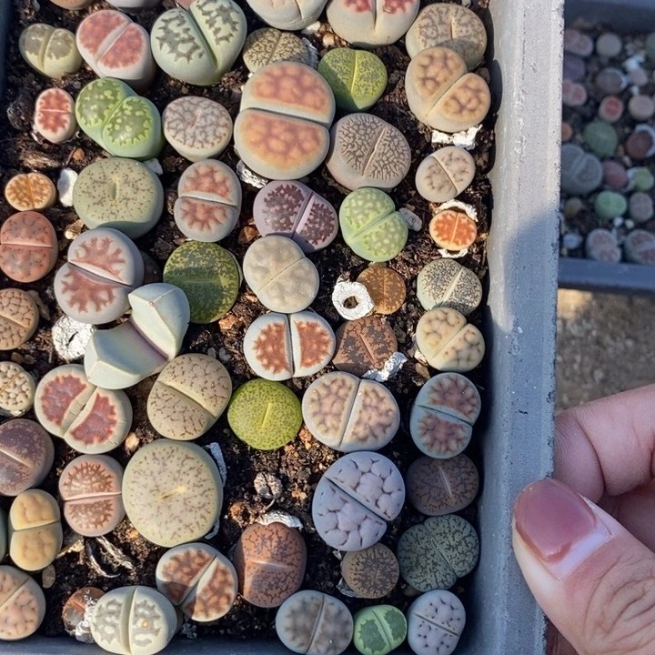 七***。生石花的季节是最503