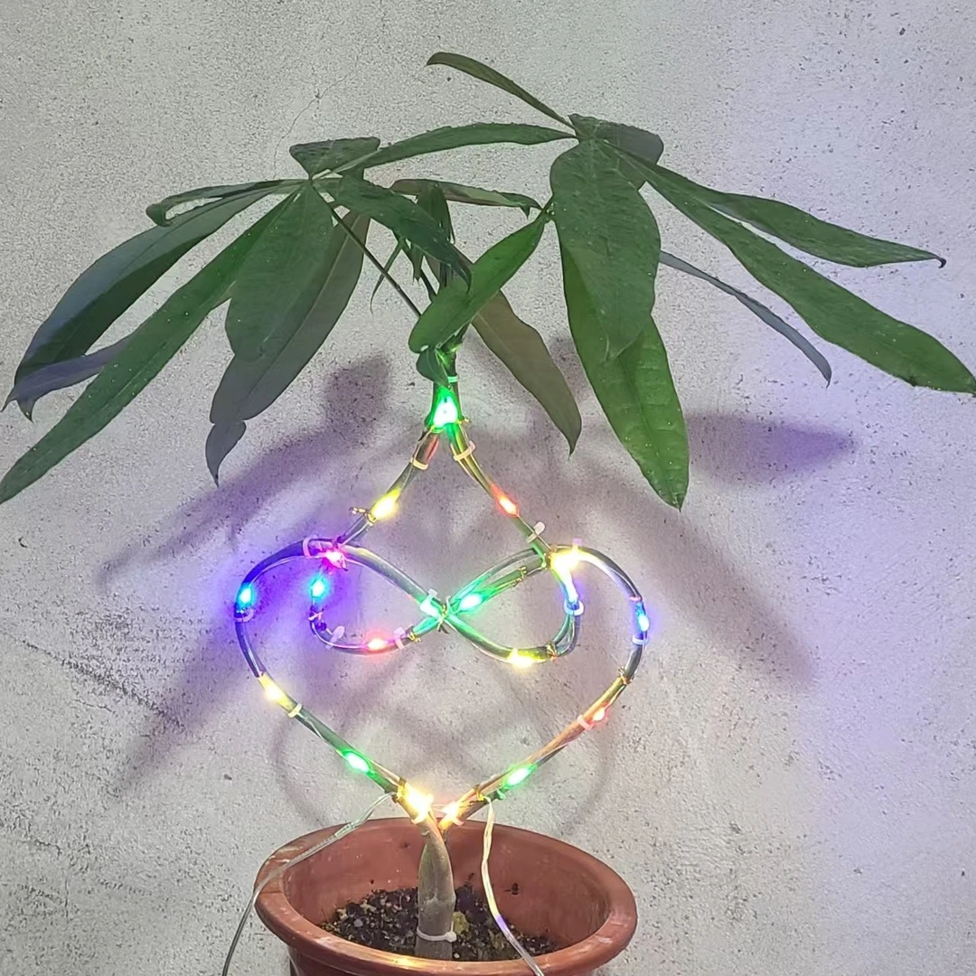 爱心的,三角梅,发财树,桅子花
