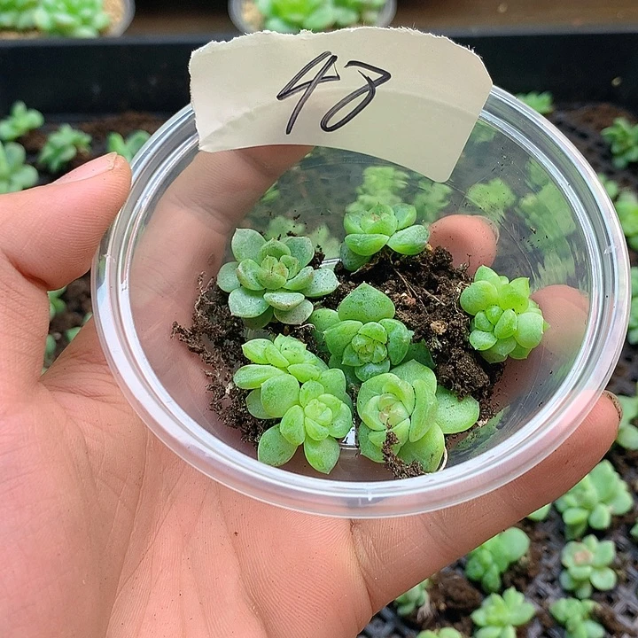 48珍妮多肉珍妮多肉