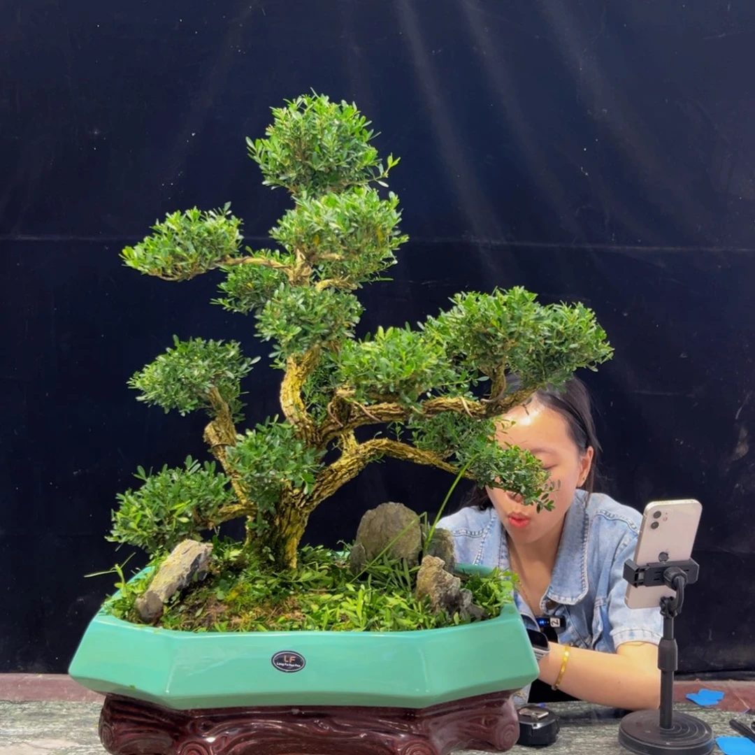 无花朵广东黄杨四季常青