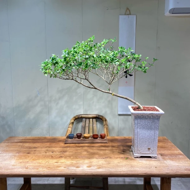 一木｜海岛栀子花精品老桩飘枝绿植盆景适合书房茶台室内装饰