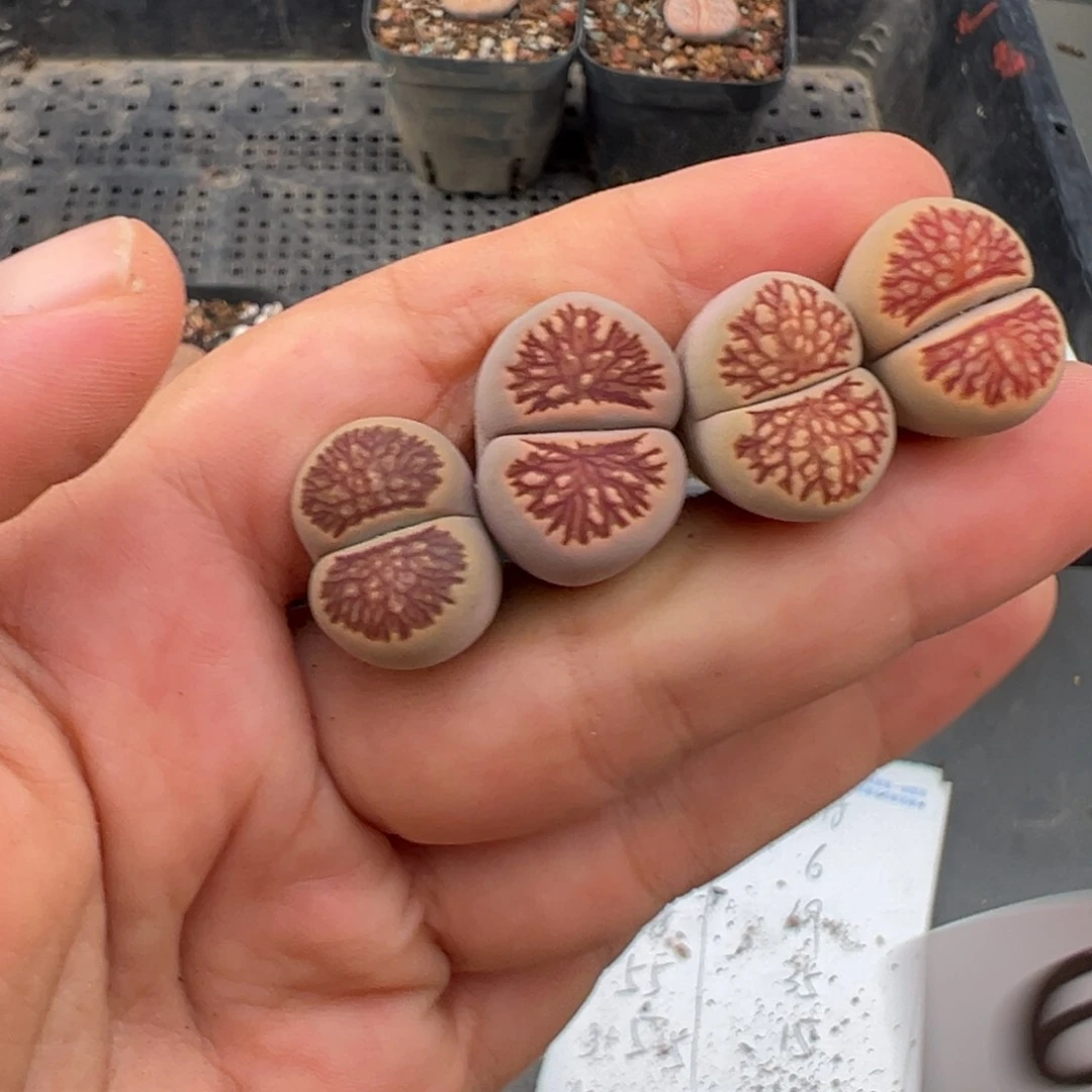 7.3好看的多肉脱土发货648
