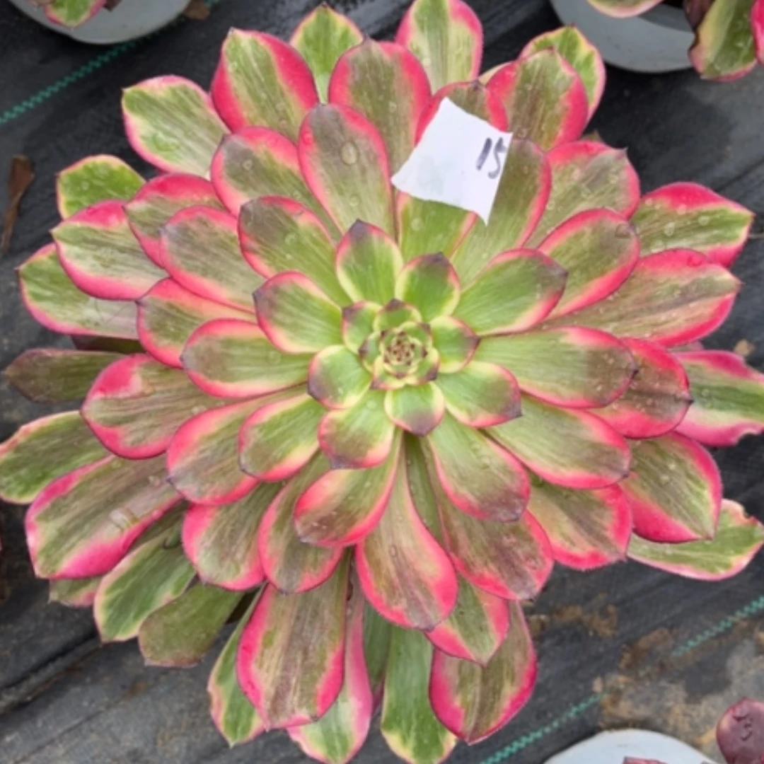 【闪购商品】15烟花多肉法师
