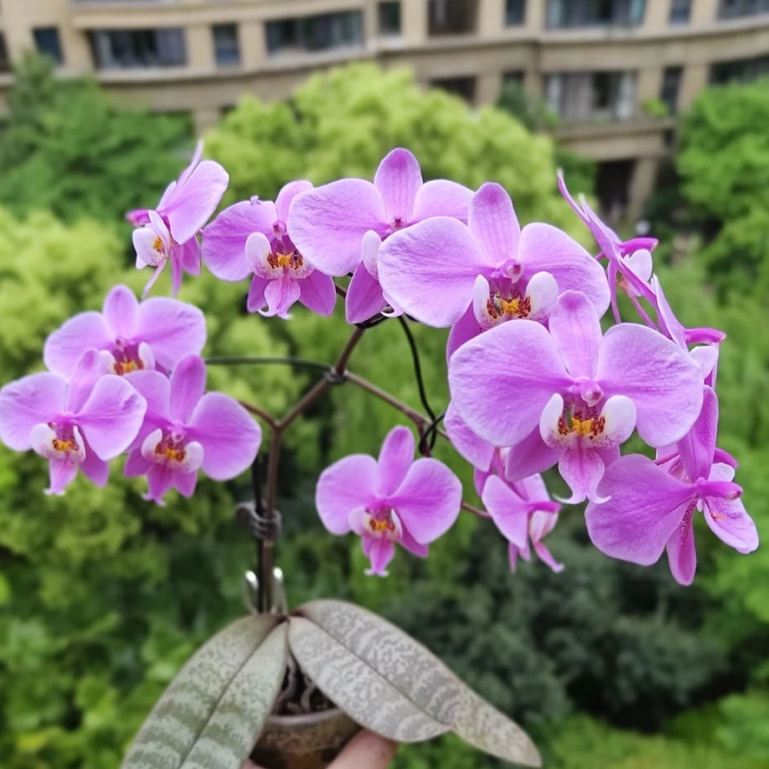 西雷丽 1.7寸杯开始出根  m405 玫瑰花香