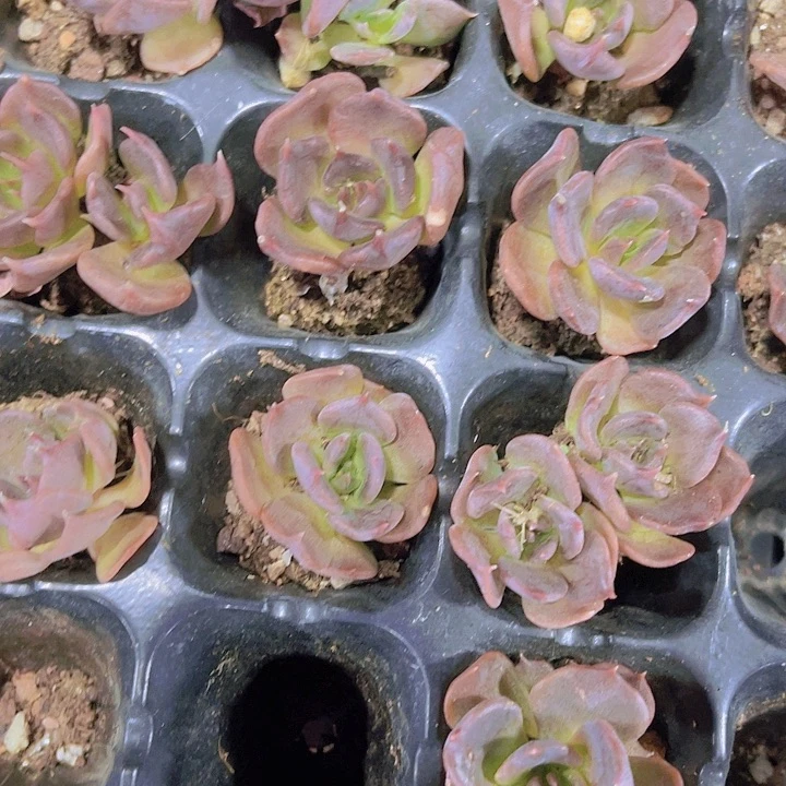 精品黑饺子皮多肉