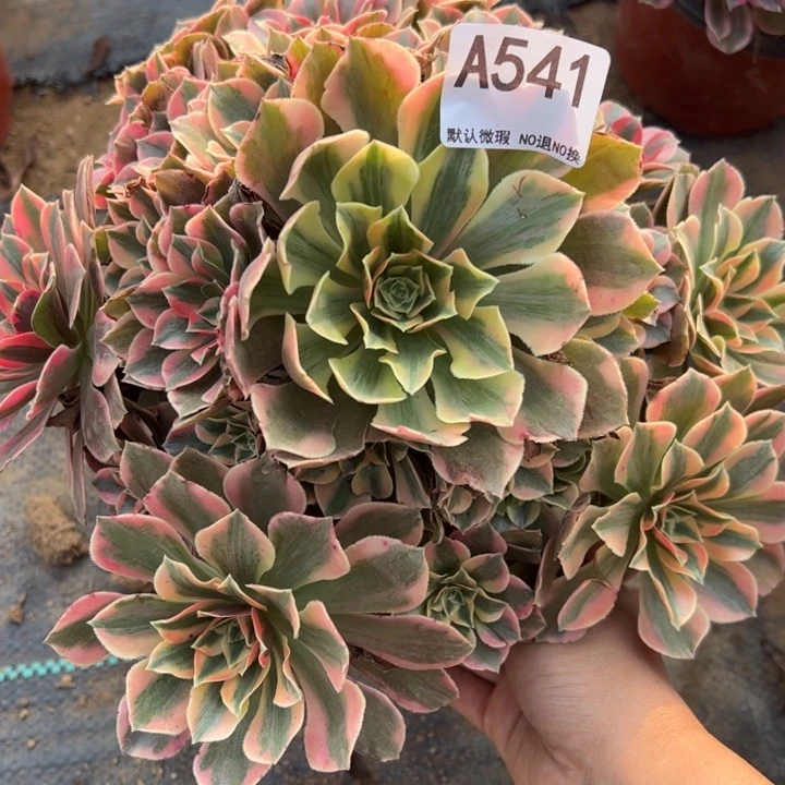 女妖多肉植物541.