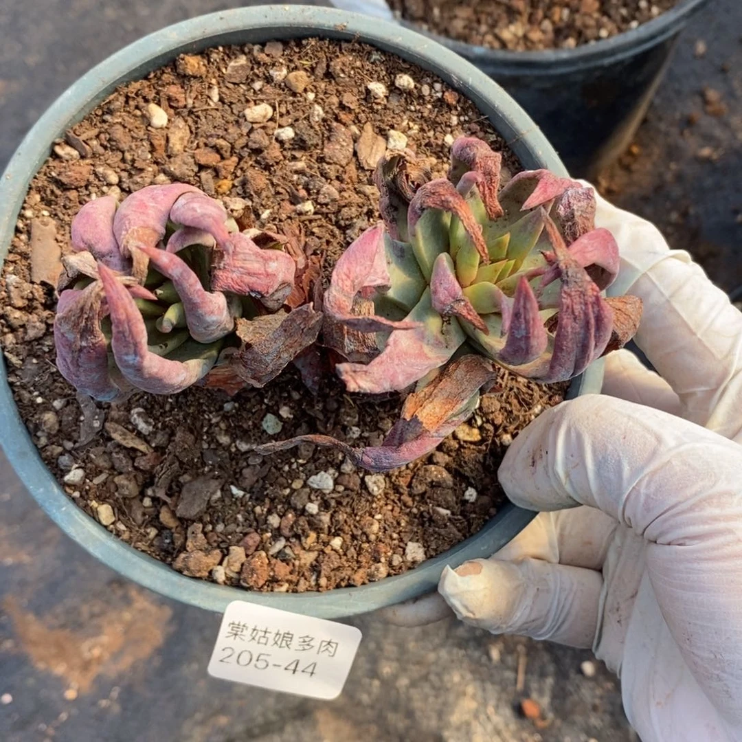 44号坎代小可爱呀多肉