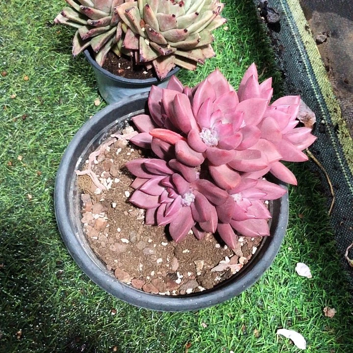 安*初音老桩多肉植物