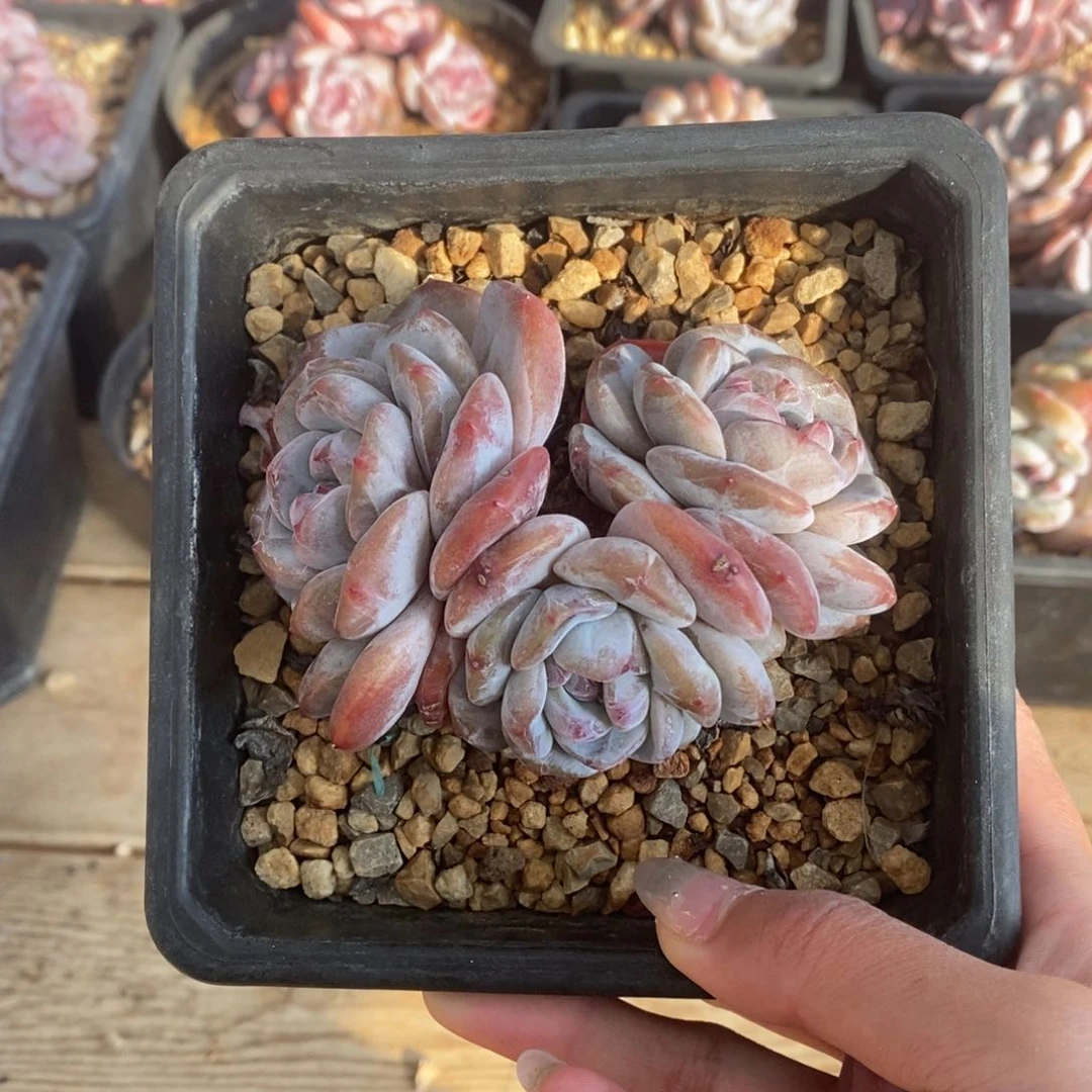 三头绿底紫心短圆肥