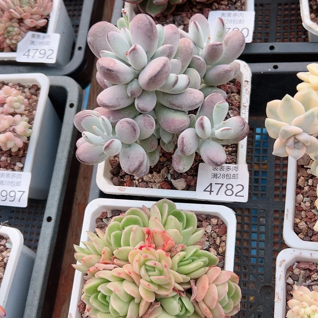 无花朵饼**干多肉一物一拍4782